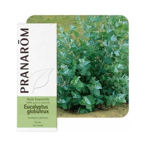 ETERIČNO ULJE EUKALIPTUS GLOBULUS 10ML PRANAROM