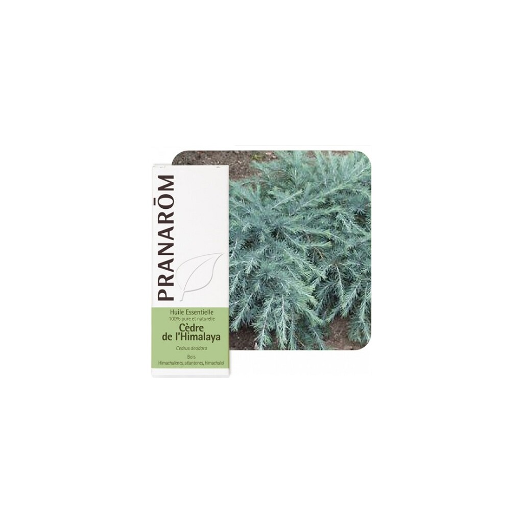 ETERIČNO ULJE CEDAR HIMALAJSKI 10ML PRANAROM
