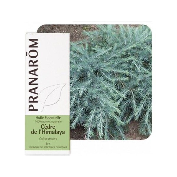 ETERIČNO ULJE CEDAR HIMALAJSKI 10ML PRANAROM